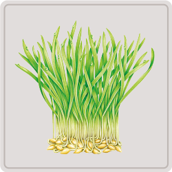 barley