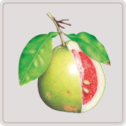 pamplemousse